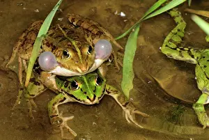 Esculenta: Edible Frog - amplexus - calling