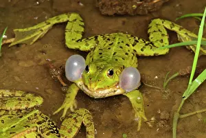 Esculenta: Edible Frog - calling