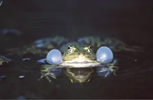 Sacs: EDIBLE FROG - calling with inflated vocal sacs