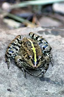 Esculenta: Edible frog, Europe