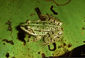 Webbed: EDIBLE FROG - On Lily Leaf