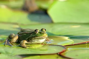 Esculenta: Edible frog - on lily pad