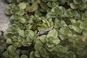 True Frog: Edible Frog (Pelophylax cl. esculentus) on a stone in the countryside