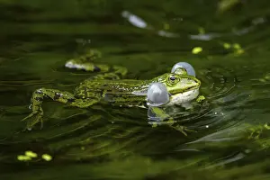 True Frog: Edible frog (Pelophylax esculentus) in a little lake in the water