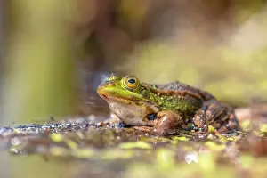 Groningen: Edible Frog (Pelophylax klepton esculentus) in natural habitat on the edge of a pond