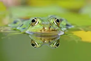 Esculenta: Edible frog - front portrait of frog in water with