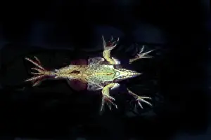 Esculenta: Edible frog - from underneath