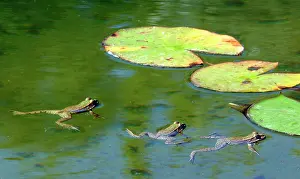 Esculenta: Edible frog - three in water