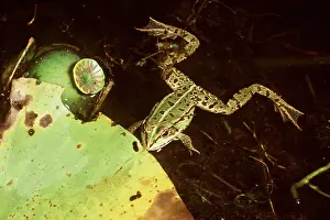 Webbed: Edible Frog - in water