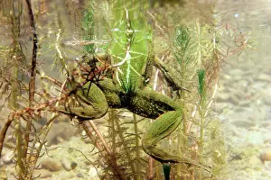 Esculenta: Edible frog - in water showing back legs
