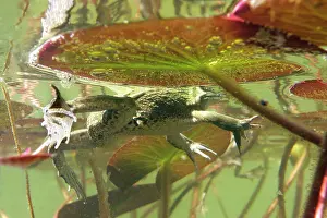Esculenta: Edible frog - in water from underneath