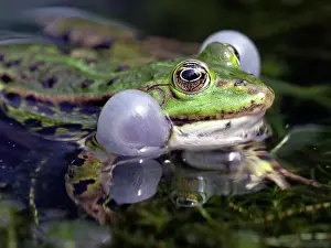 Esculenta: Edible Frog(Rana esculenta)