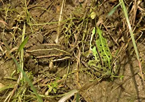 Esculenta: Edible Frogs, basking in sun