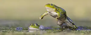 Conflict: Edible Frogs (Pelophylax esculentus) fighting i