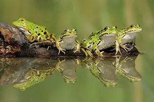 Esculenta: Edible Frogs ( Pelophylax kl. esculentus) sitting