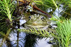 Esculenta: Edible / Green Frog