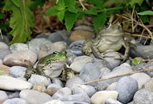 Esculenta: Edible / Green Frog - two