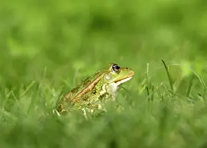Esculenta: Edible / Green Frog