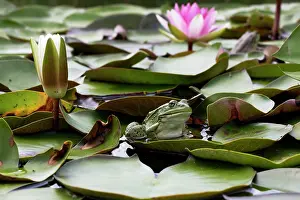 Pads: Edible / Green Frog - resting on lily pads