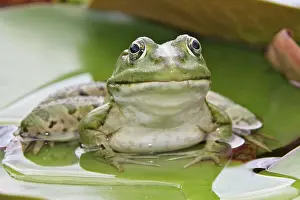 Pads: Edible / Green Frog - resting on lily pads
