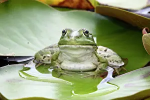 Pads: Edible / Green Frog - resting on lily pads