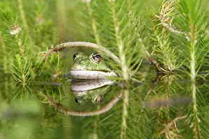 Esculenta: Edible / Green Frog - in water