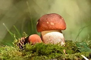 Higher: Edible mushrooms of the mushroom species deciduous