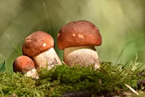 Higher: Edible mushrooms of the mushroom species deciduous