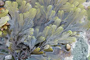 Seaweeds: Edible Periwinkle on Toothed Wrack Seaweed (Fucus
