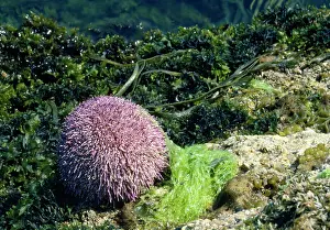 Esculentus: EDIBLE SEA URCHIN