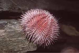 Urchins: EDIBLE SEA URCHIN
