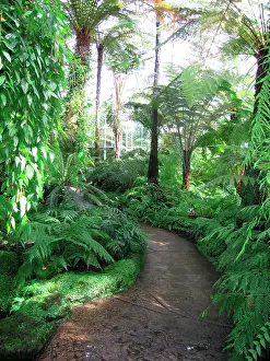 Edinburgh: Edinburgh Botanic Garden Palm House - Tropical