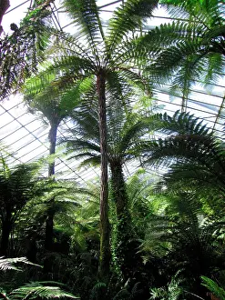Greenhouses: Edinburgh Botanic Garden Palm House - Tropical