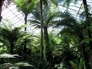 Greenhouses: Edinburgh Botanic Garden Palm House - Tropical