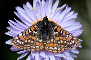 Chordate: Edith's checkerspot, Euphydryas editha