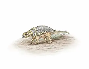 Reconstruction: Edmontonia