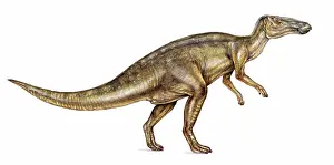 Reconstruction: Edmontosaurus dinosaur