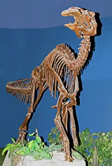 Ornithopod: Edmontosaurus Fossil