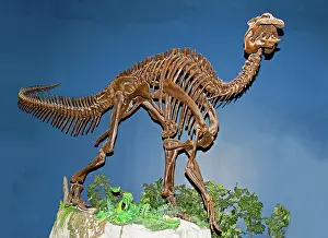 Ornithopod: Edmontosaurus Fossil