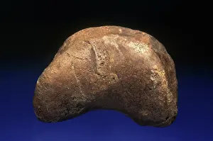 Dakota: Edmontosaurus Toe