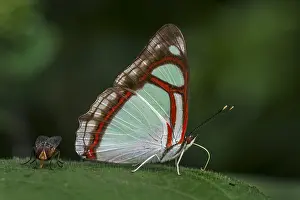 Maria: Edocla Redring butterfly (Pyrrhogyra edocla) Santa