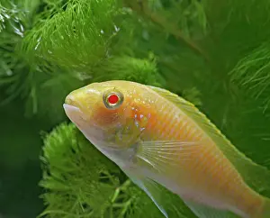 Cichlids: Eduards Mbunda Cichlid - side view, orange morph