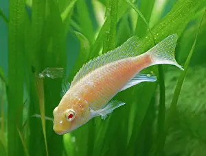 Cichlids: Eduards Mbunda Cichlid - side view, orange morph