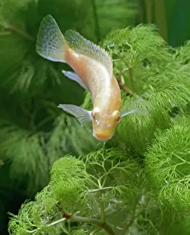 Cichlids: Eduards Mbunda Cichlid - front view, orange morph