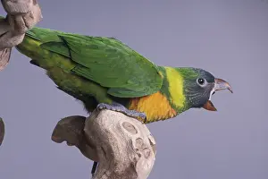 Lorries: Edward's Lory Vocalizing
