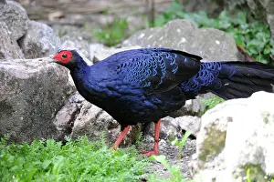 Gallinacean: Edwards's Pheasant (Lophura edwardsi) male