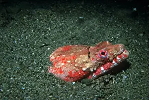 Chin: Eel - rare, sand dwelling eel, nocturnal hunter