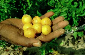 Arnhemland: Eeley fruit.Arnhemland, Northern Territory, Australia
