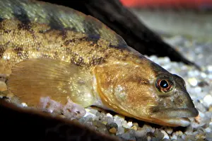 Pout: Eelpout