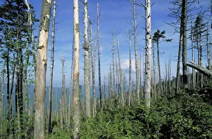 Concerns: Effects of acid rain on fir trees